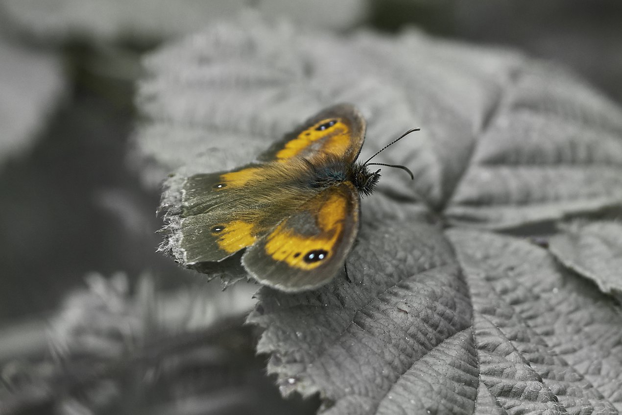Macro photography and colour effects - the gatekeeper butterfly